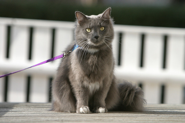 best-cities-for-cats-leash