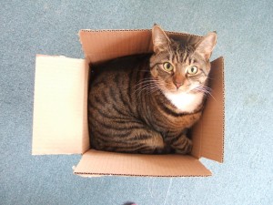 cat-in-moving-box