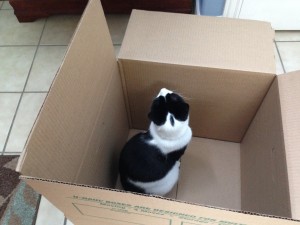 moving-pets-cat-box